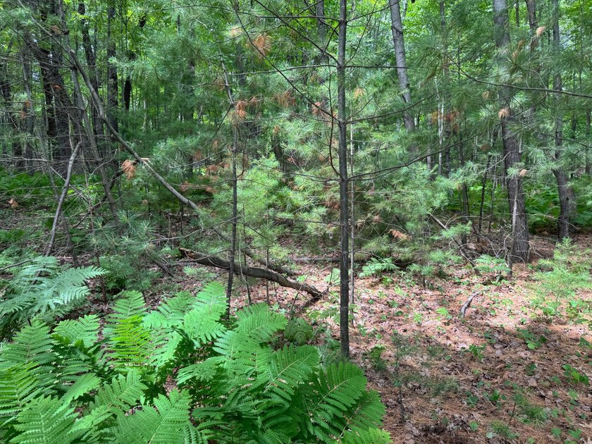 Build your dream lake home or Northwoods retreat on beautiful - photo 6