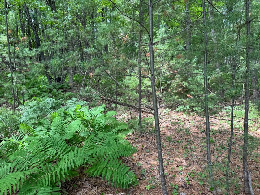 Build your dream lake home or Northwoods retreat on beautiful - photo 7
