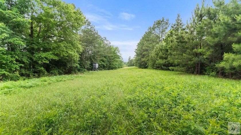 268 acres of pure East Texas wild - this is the legendary Richey - photo 8