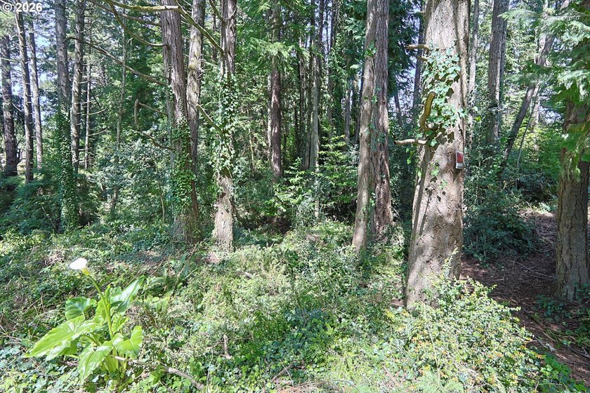 Spacious 110' x 80' wooded lot with peaceful creek frontage - photo 14