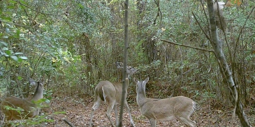 74.8 acres of beautiful property with oaks, magnolias, pines &amp; - photo 12
