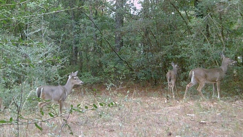 74.8 acres of beautiful property with oaks, magnolias, pines &amp; - photo 13