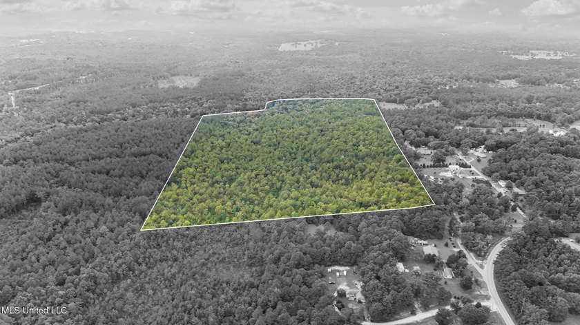 74.8 acres of beautiful property with oaks, magnolias, pines &amp; - photo 15
