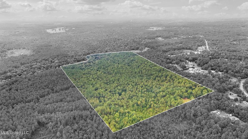 74.8 acres of beautiful property with oaks, magnolias, pines &amp; - photo 16