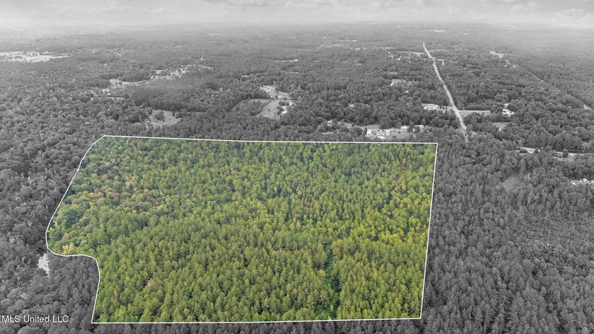 74.8 acres of beautiful property with oaks, magnolias, pines &amp; - photo 17