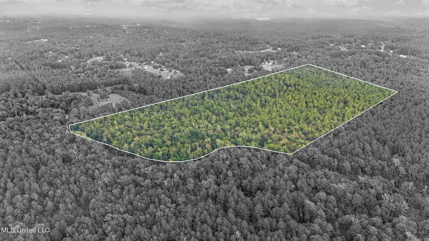 74.8 acres of beautiful property with oaks, magnolias, pines &amp; - photo 21