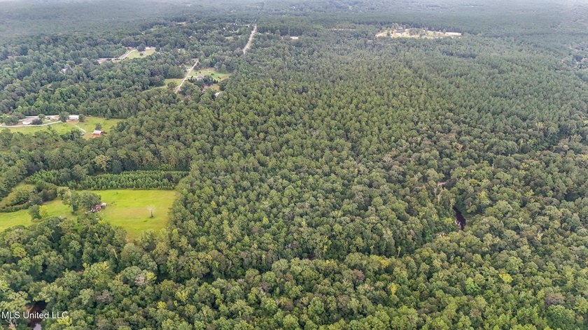 74.8 acres of beautiful property with oaks, magnolias, pines &amp; - photo 22