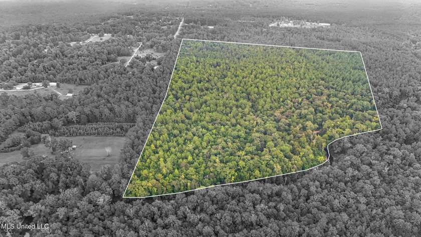 74.8 acres of beautiful property with oaks, magnolias, pines &amp; - photo 23