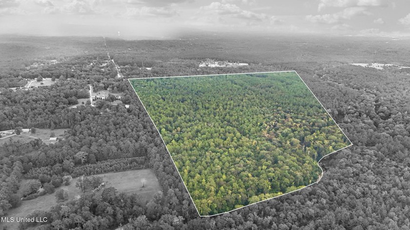 74.8 acres of beautiful property with oaks, magnolias, pines &amp; - photo 25