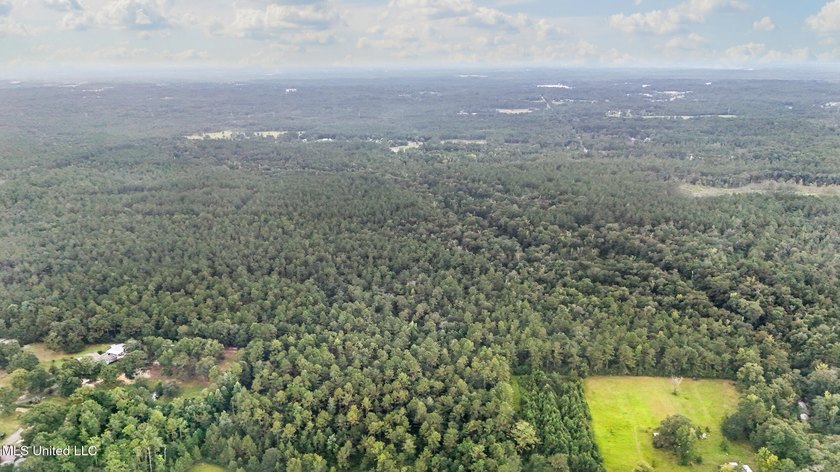 74.8 acres of beautiful property with oaks, magnolias, pines &amp; - photo 28