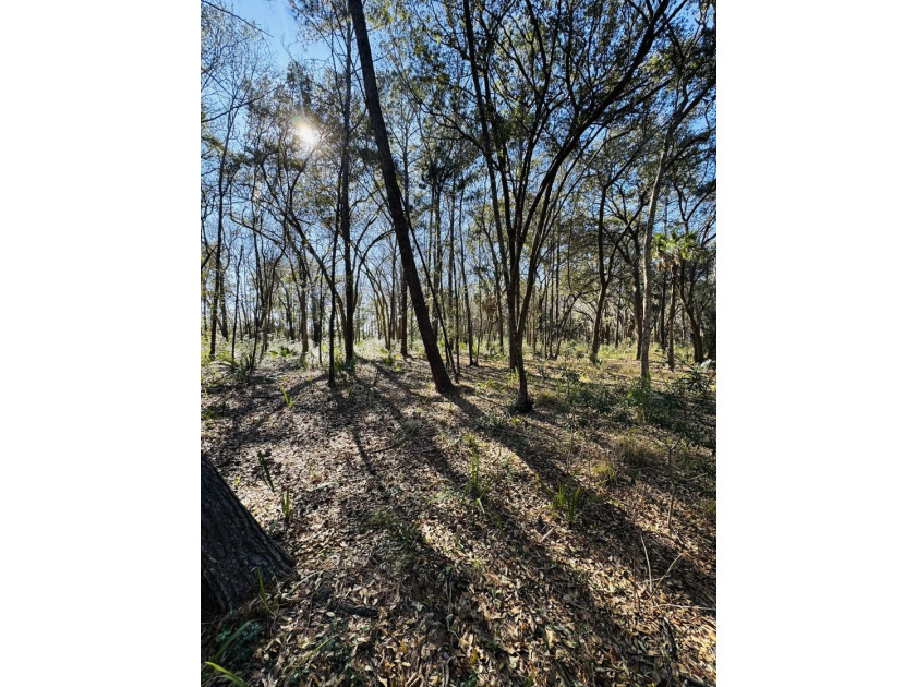 Discover the beauty and serenity of Edisto Island with this - photo 4