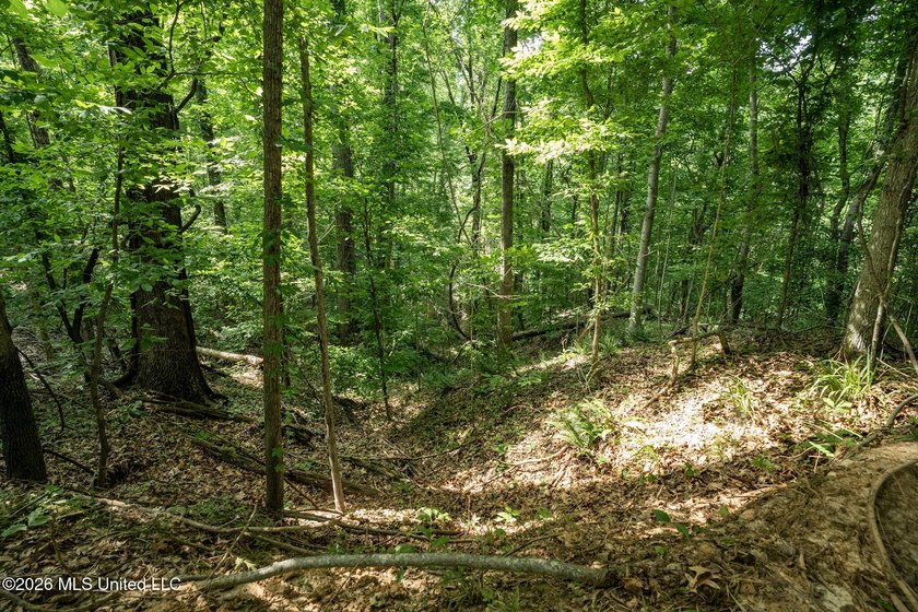 Whitetail Deer and Turnkey hunting, fishing, and timber - photo 21