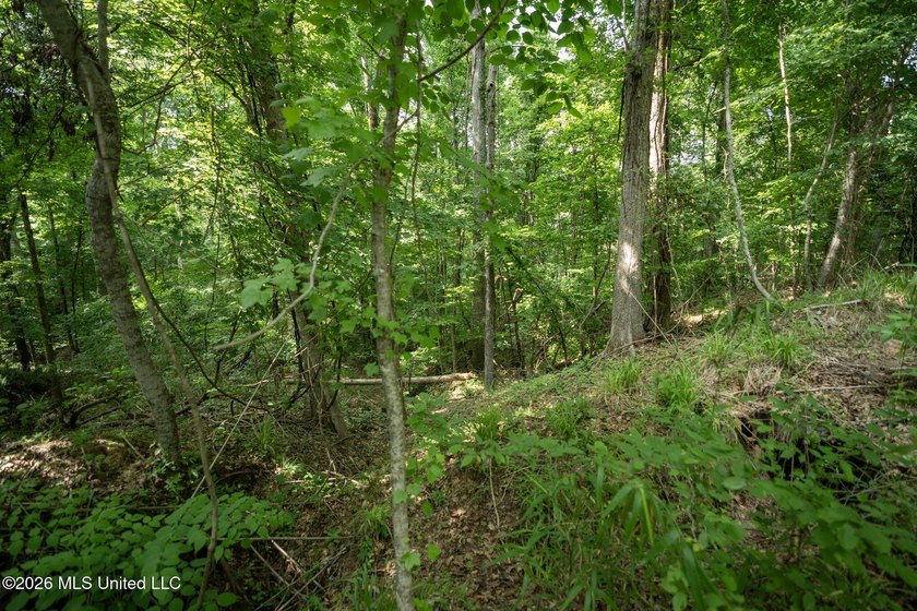Whitetail Deer and Turnkey hunting, fishing, and timber - photo 24
