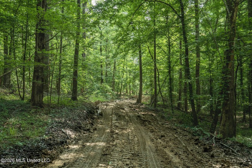 Whitetail Deer and Turnkey hunting, fishing, and timber - photo 31