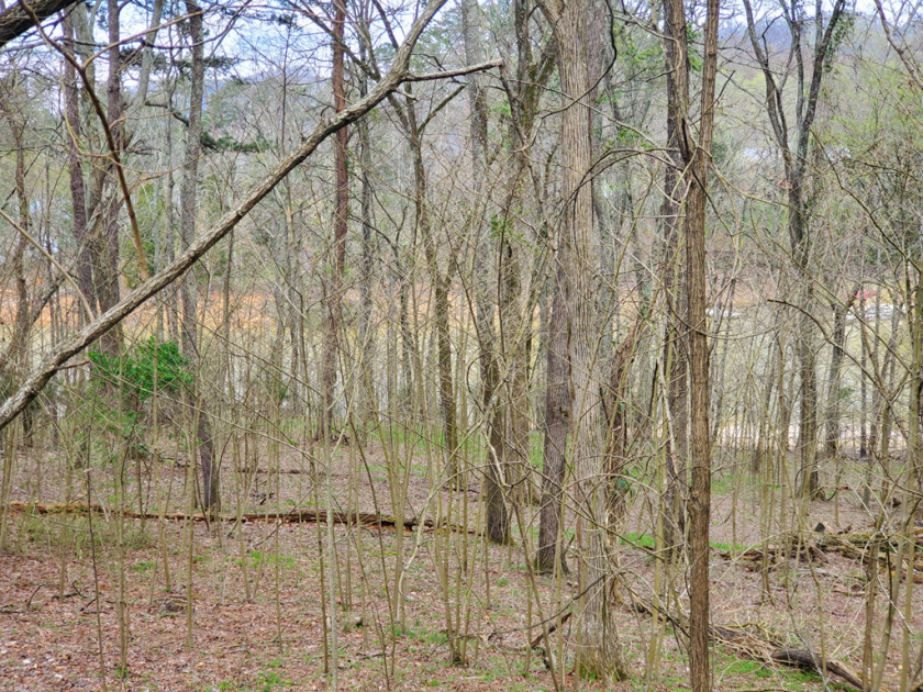 Cherokee Lake Front Building Lot SOLD - photo 4