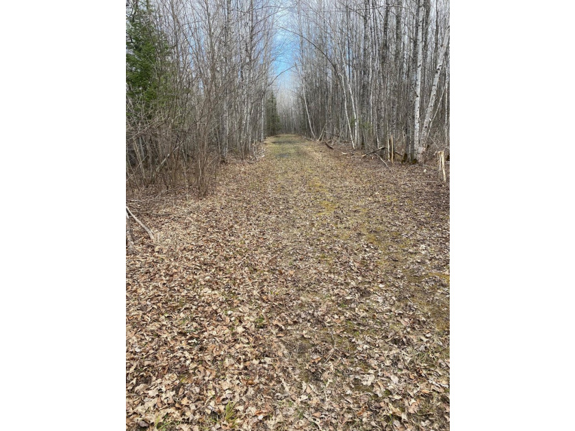 Amazing opportunity to own 119 acres of prime wooded real estate - photo 3