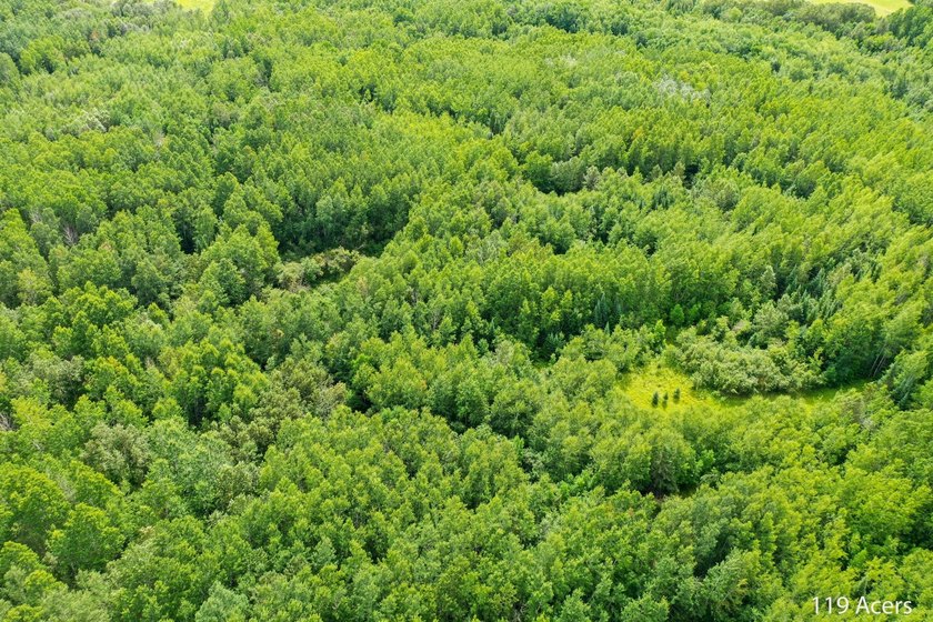 Amazing opportunity to own 119 acres of prime wooded real estate - photo 8