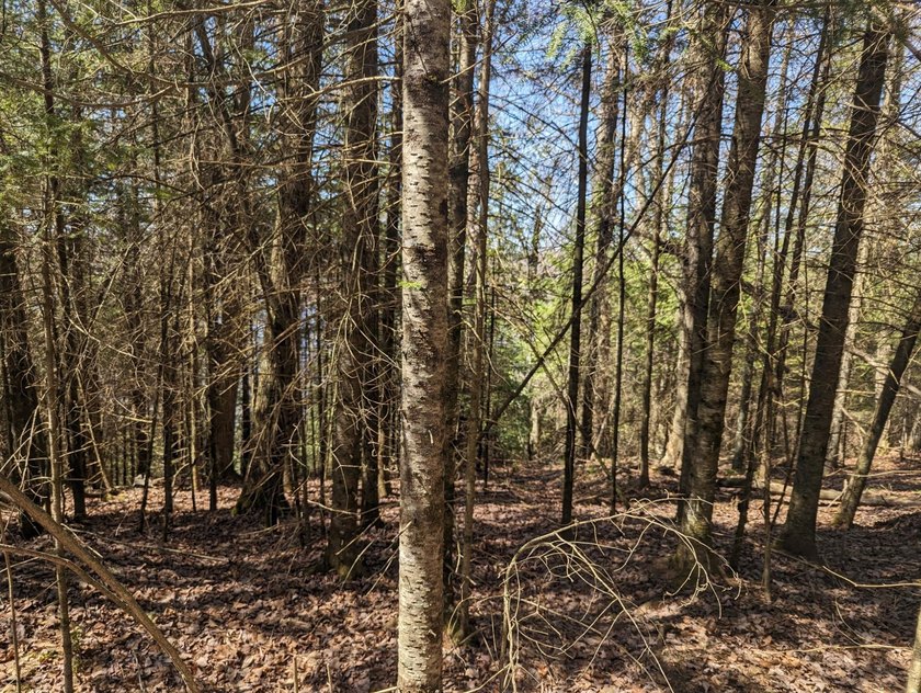 Beautiful, wooded lot is waiting for you to build your own dream - photo 3