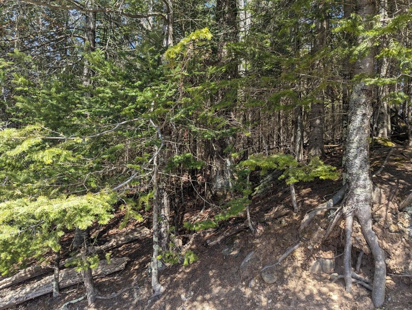 Beautiful, wooded lot is waiting for you to build your own dream - photo 5