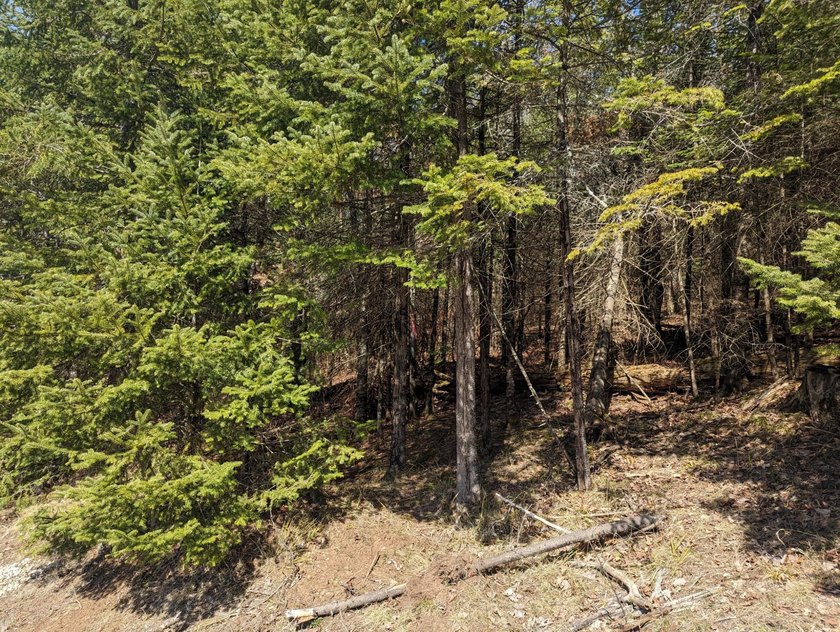 Beautiful, wooded lot is waiting for you to build your own dream - photo 6