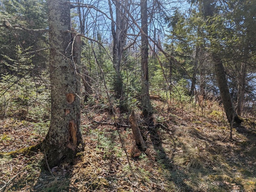 Beautiful, wooded lot is waiting for you to build your own dream - photo 7