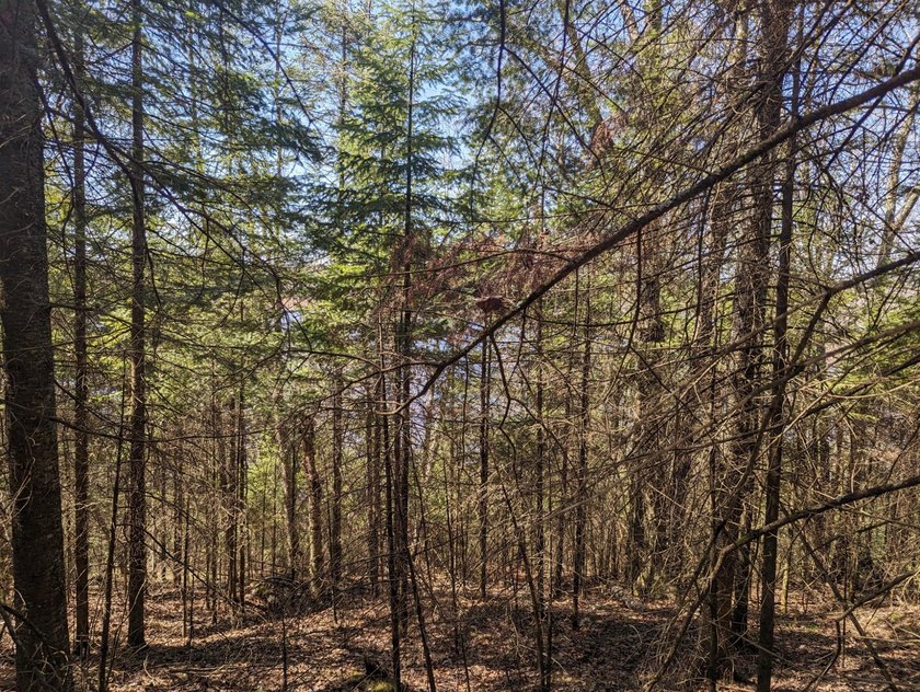 Beautiful, wooded lot is waiting for you to build your own dream - photo 8