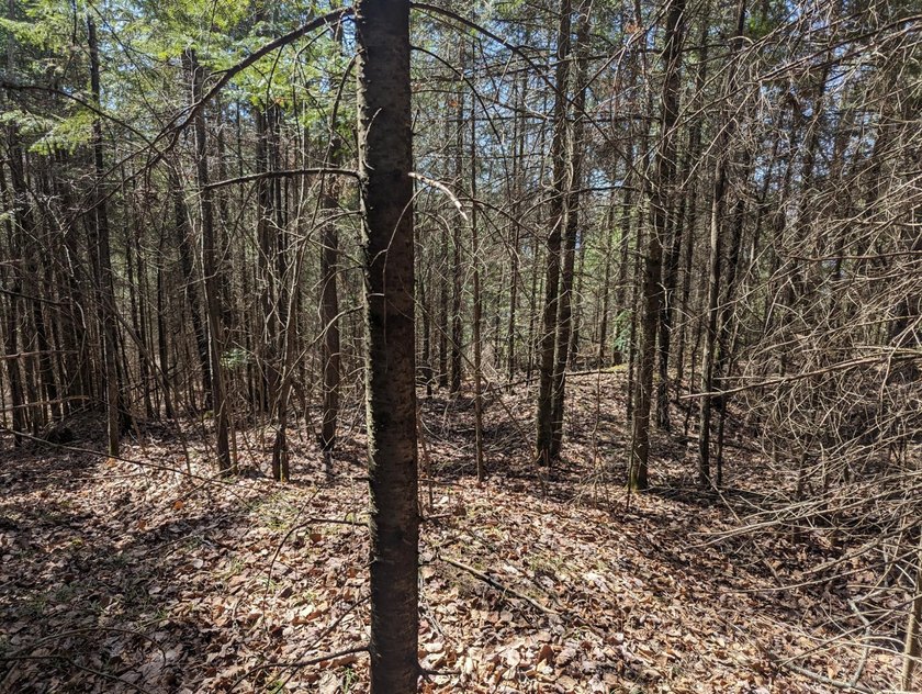 Beautiful, wooded lot is waiting for you to build your own dream - photo 9