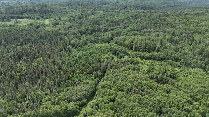 Looking for privacy, look no further. This 40-acre boat/ATV - photo 42