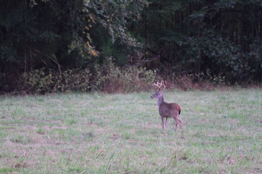 Approximately 175 acres in prime MS hunting country! This - photo 3
