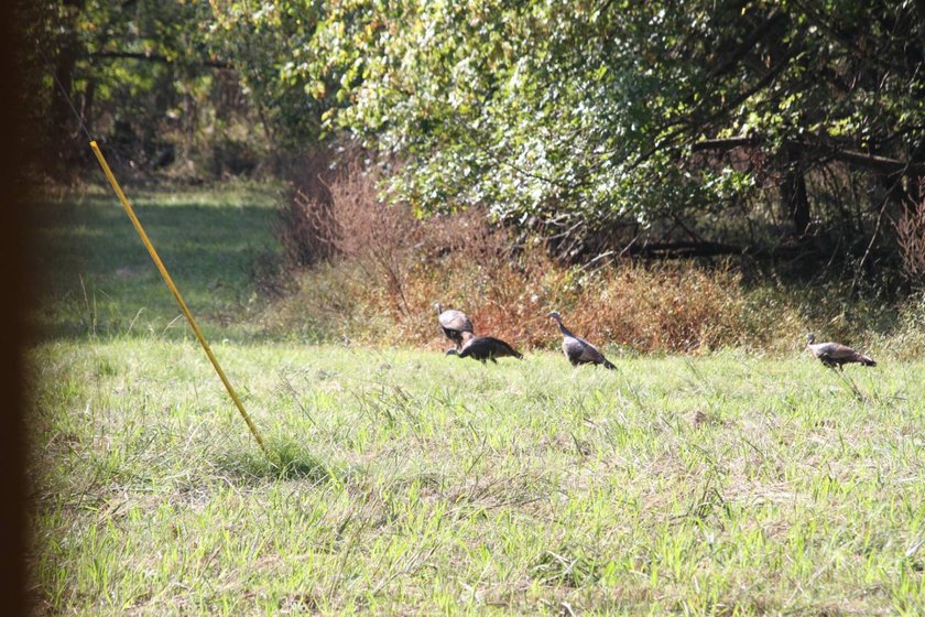 Approximately 175 acres in prime MS hunting country! This - photo 4