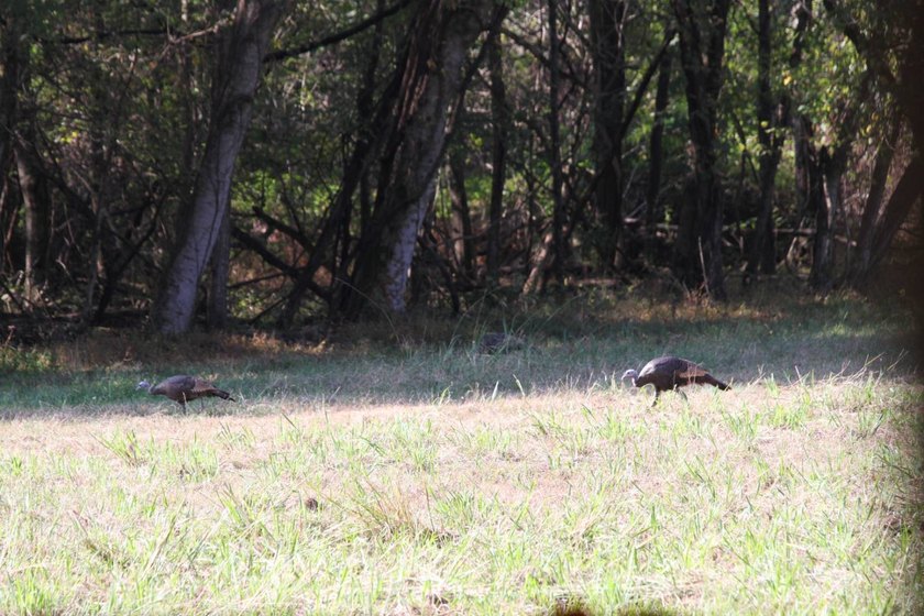 Approximately 175 acres in prime MS hunting country! This - photo 9