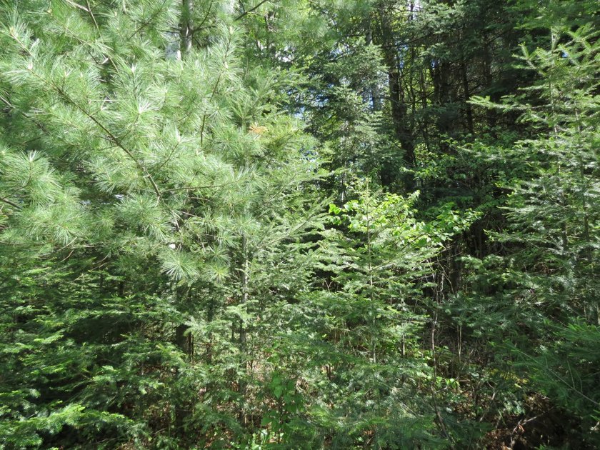 Beautiful wooded lot is waiting for you to build your own dream - photo 4