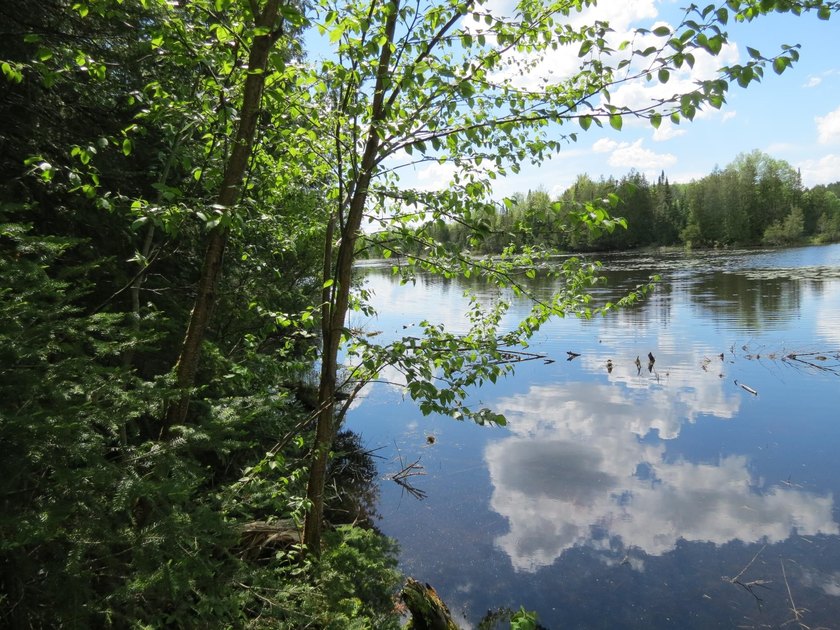 Beautiful wooded lot is waiting for you to build your own dream - photo 5