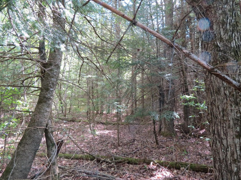 Beautiful wooded lot is waiting for you to build your own dream - photo 7