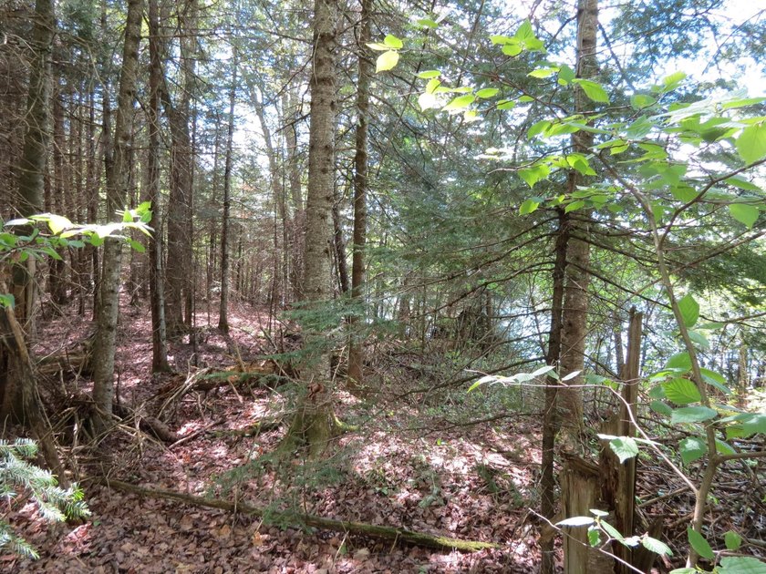 Beautiful wooded lot is waiting for you to build your own dream - photo 8