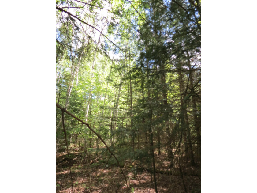 Beautiful wooded lot is waiting for you to build your own dream - photo 9
