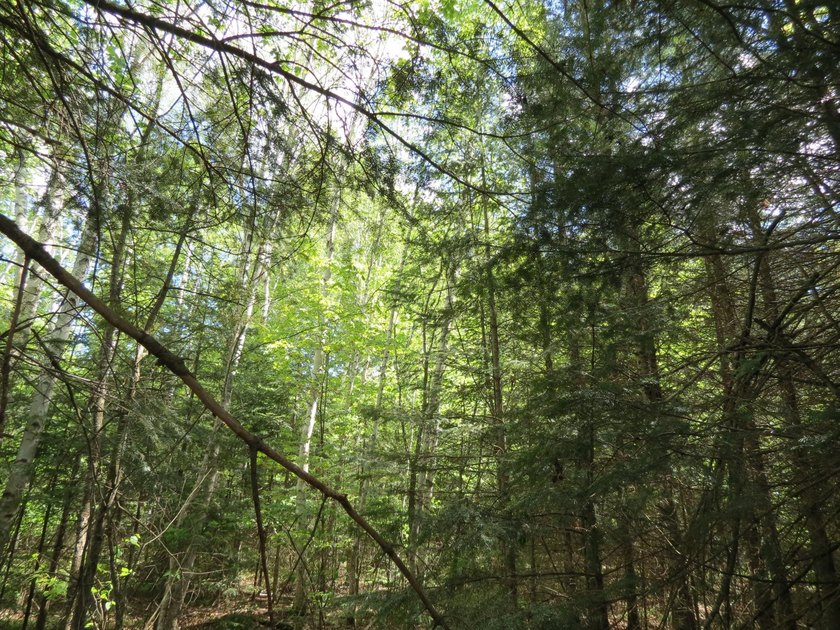 Beautiful wooded lot is waiting for you to build your own dream - photo 10