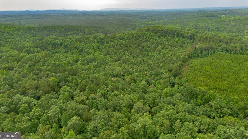 Getting lost in the woods sounds a lot better when you own all - photo 12