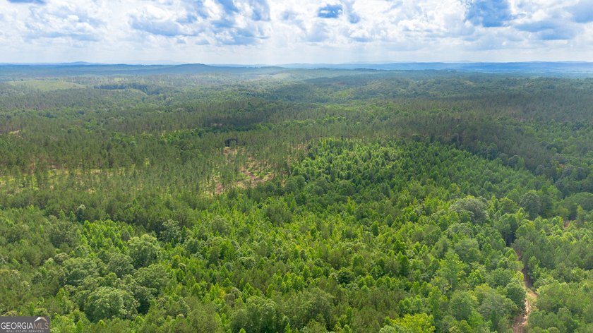 Getting lost in the woods sounds a lot better when you own all - photo 17