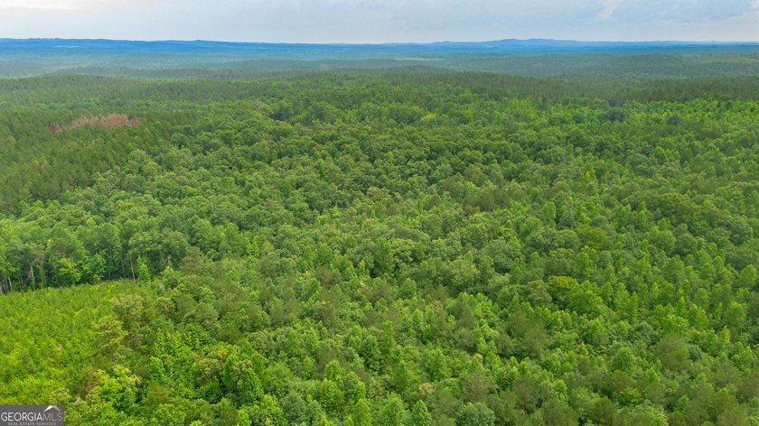 Getting lost in the woods sounds a lot better when you own all - photo 18