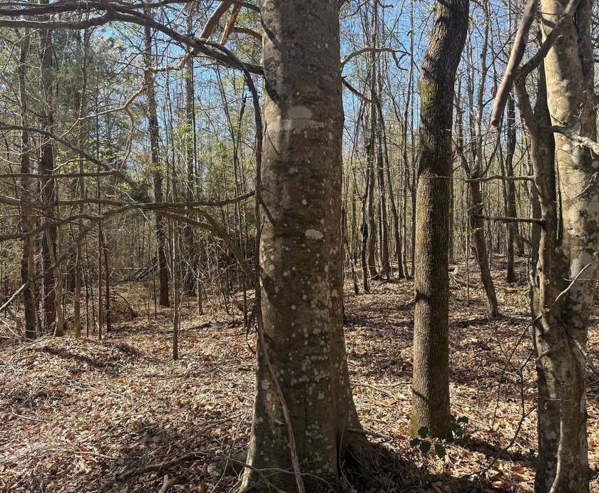 Located in Pontotoc County, Ms this 70 +/- acre property is one - photo 15