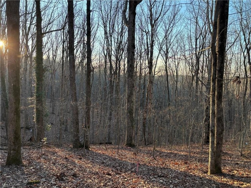 Beautiful mature land! 23.41 Acres - wooded with a nice mix of - photo 6