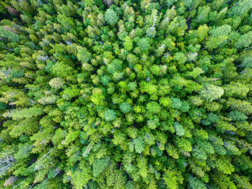 Beautiful forest on 11.59 acres above Swan Lake on the west - photo 5