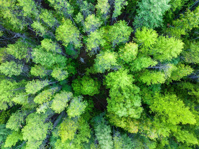 Beautiful forest on 11.59 acres above Swan Lake on the west - photo 6