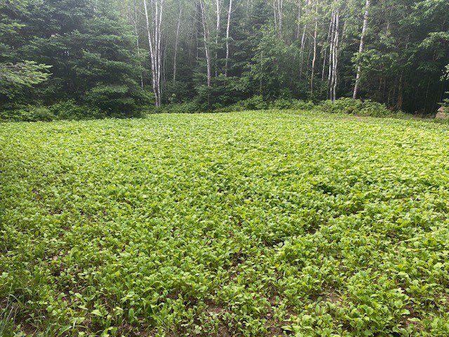 Northwoods Estate on 110+ Acres.Chalet Residence,Creek,Managed - photo 41