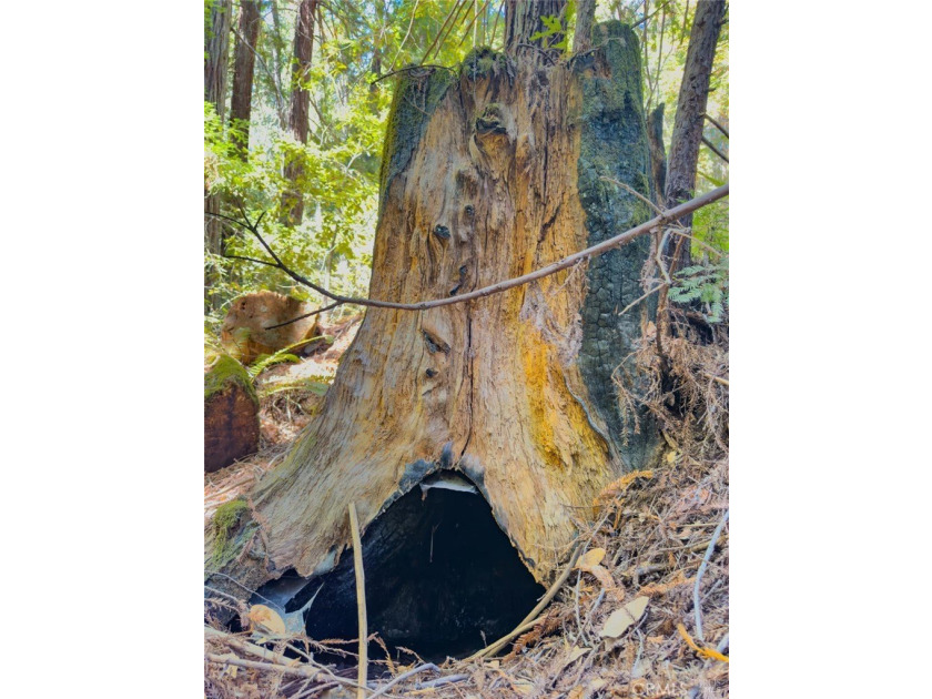 Towering redwoods and pines, lush ferns, and the soft trickling - photo 12