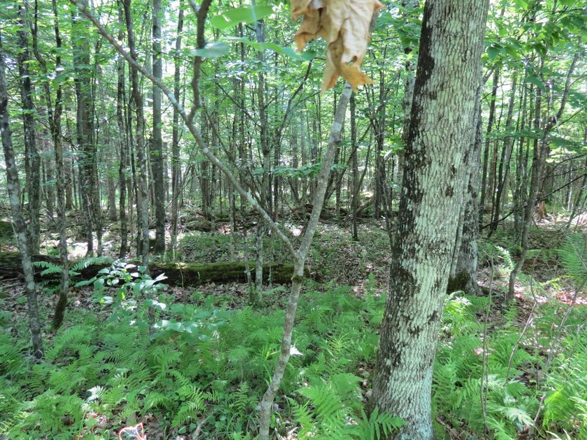 Build your Adirondack dream home or year-round getaway on this - photo 3