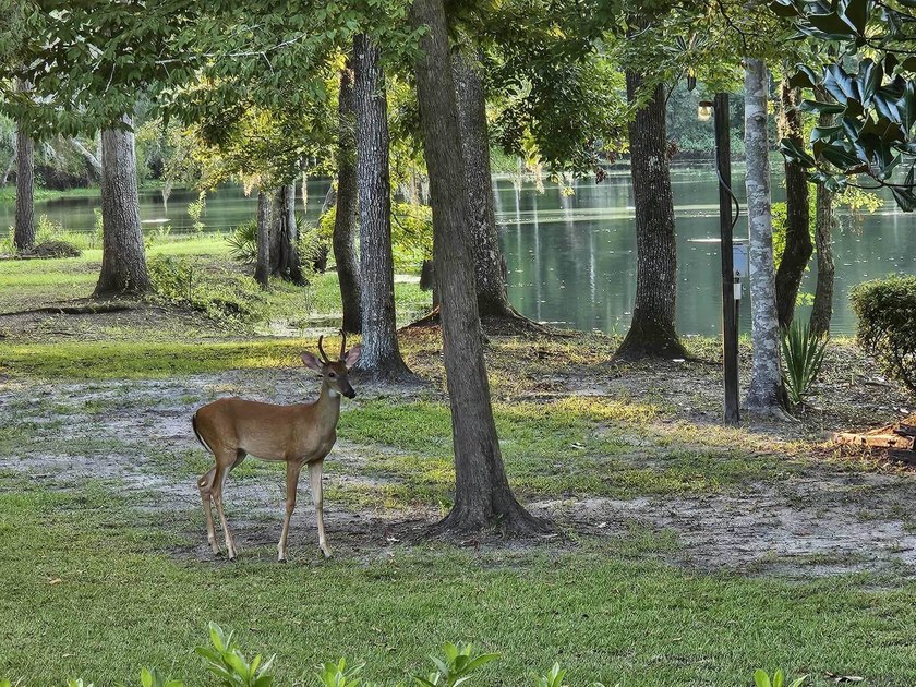 Seller Motivated to Sell! Discover 14.9 acres of pristine - photo 22