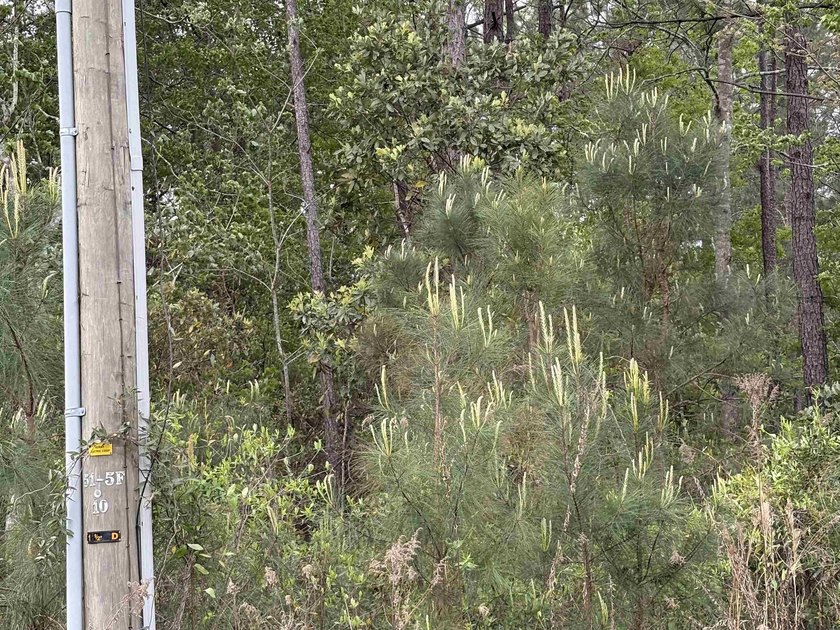 This 3.27-acre parcel sits on Gussie Court, just off Highway 707 - photo 6