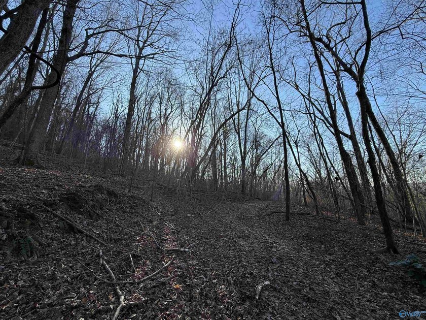 Discover this incredible hunting and recreational tract on Sand - photo 5